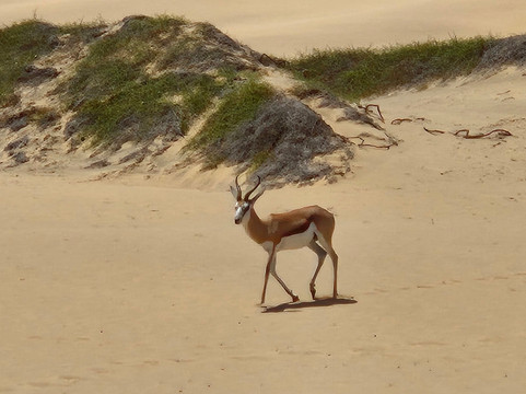 Desert Dunes & Dust Tours-斯瓦科普蒙德必去景点