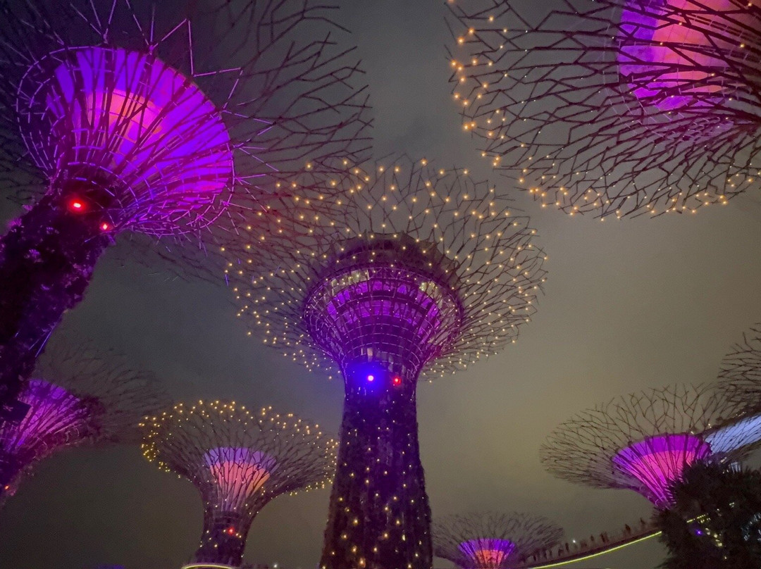 擎天树丛-新加坡必去景点