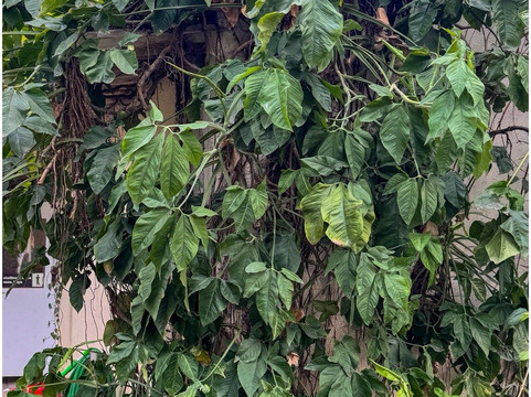 Japalouppe Equestrian Centre-Talegaon必去景点