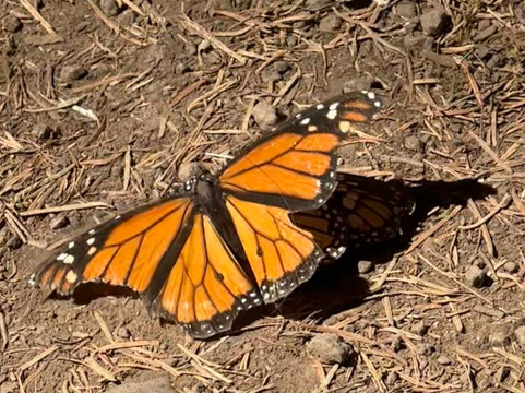 El Rosario Monarch Butterfly Preserve-中部墨西哥和墨西哥湾沿岸必去景点