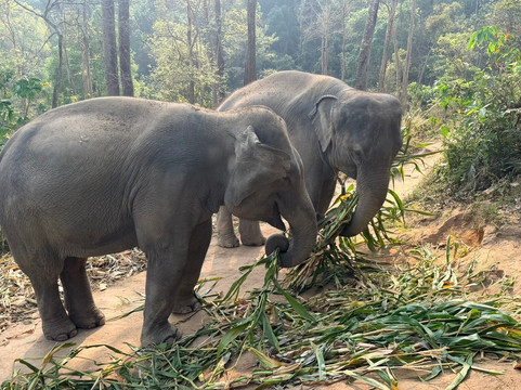 Chiangmai Elephant Sanctuary-清迈必去景点