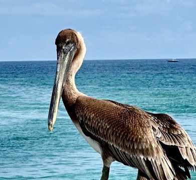 Boynton Inlet-博因顿海滩必去景点
