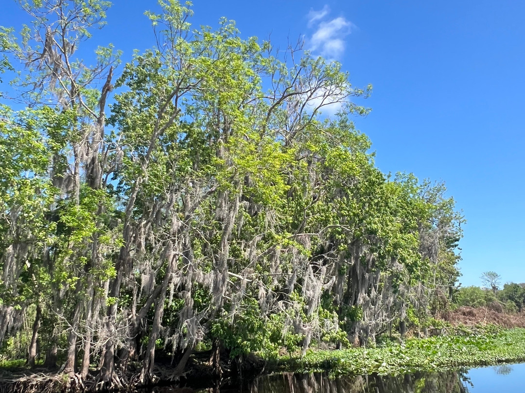 St. John's River Eco Tours, LLC-DeBary必去景点