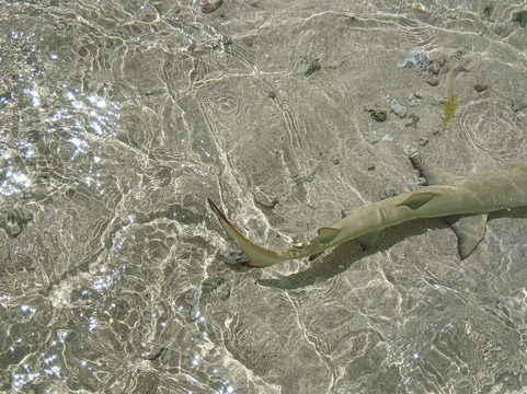 Ti Prens-Saint Francois必去景点