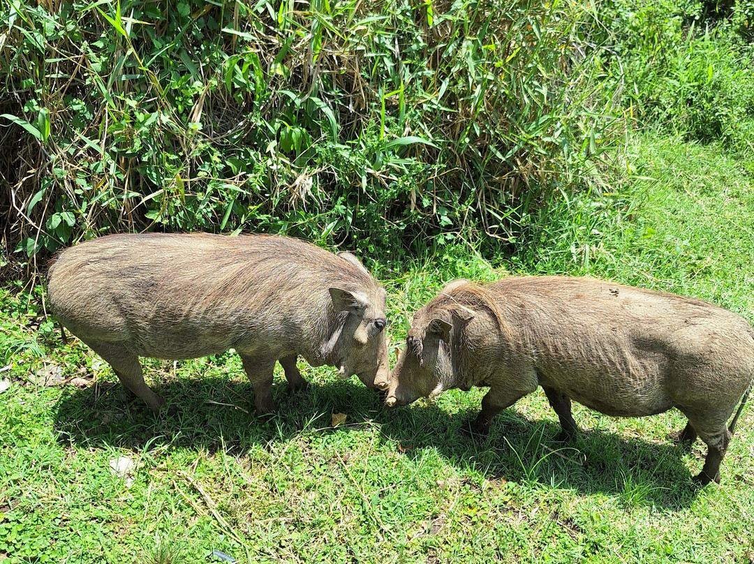 Face 2 Face Safaris-查佛必去景点