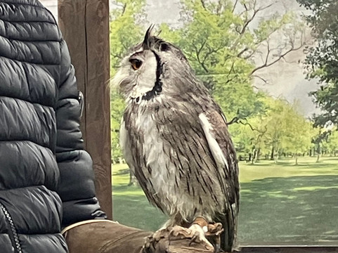 Scottish Owl Centre-Whitburn必去景点