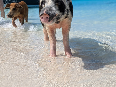 Coastline Adventures Exuma-大埃克苏马必去景点