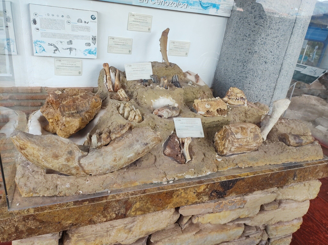 Museo Paleontologico de Villa de Leyva-莱瓦镇必去景点