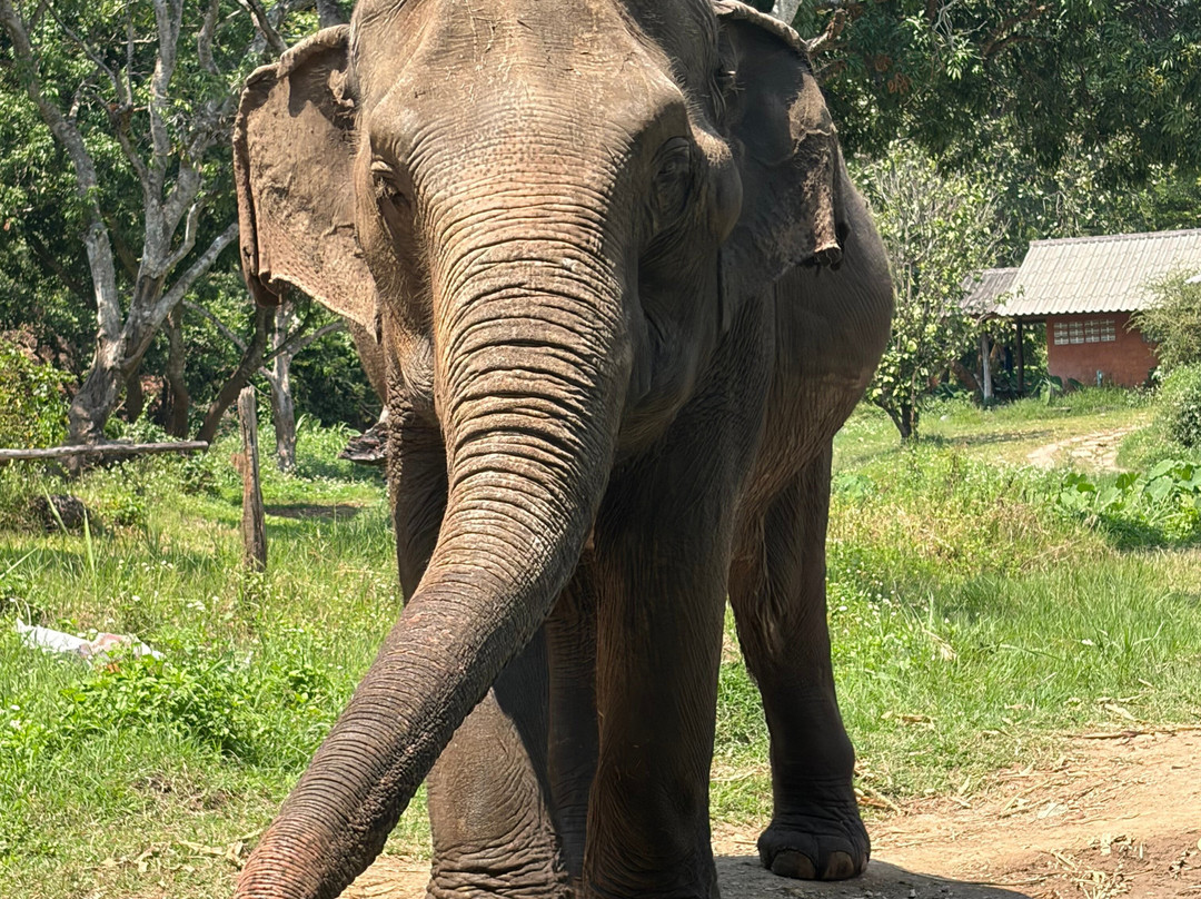 Doi Lom Elephant Rescue Sanctuary-夜登必去景点