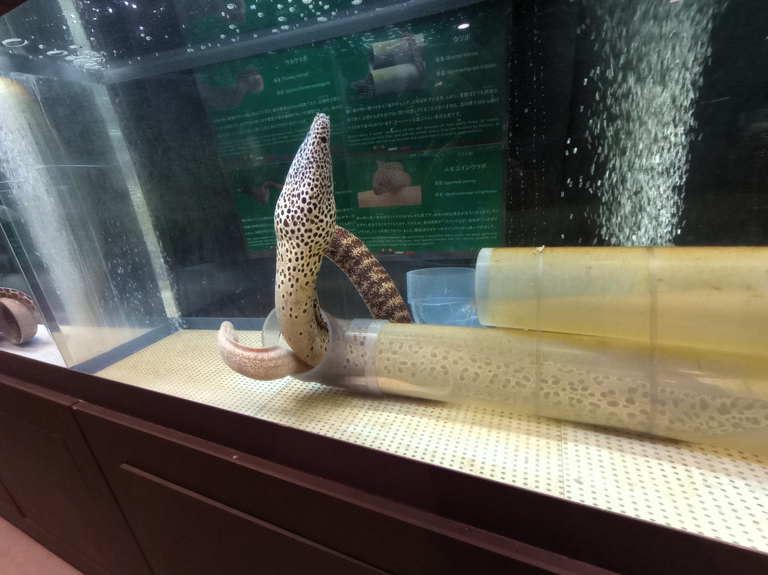 Muroto Haiko Aquarium-室户市必去景点