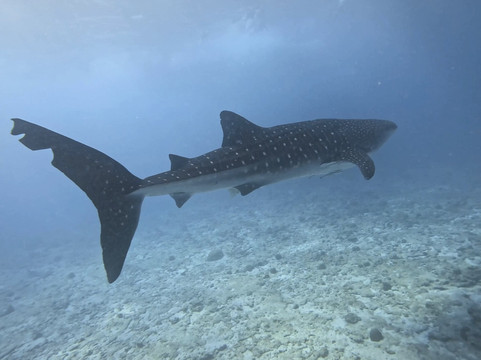 Euro-Divers LUX South Ari Atoll-南阿里环礁必去景点