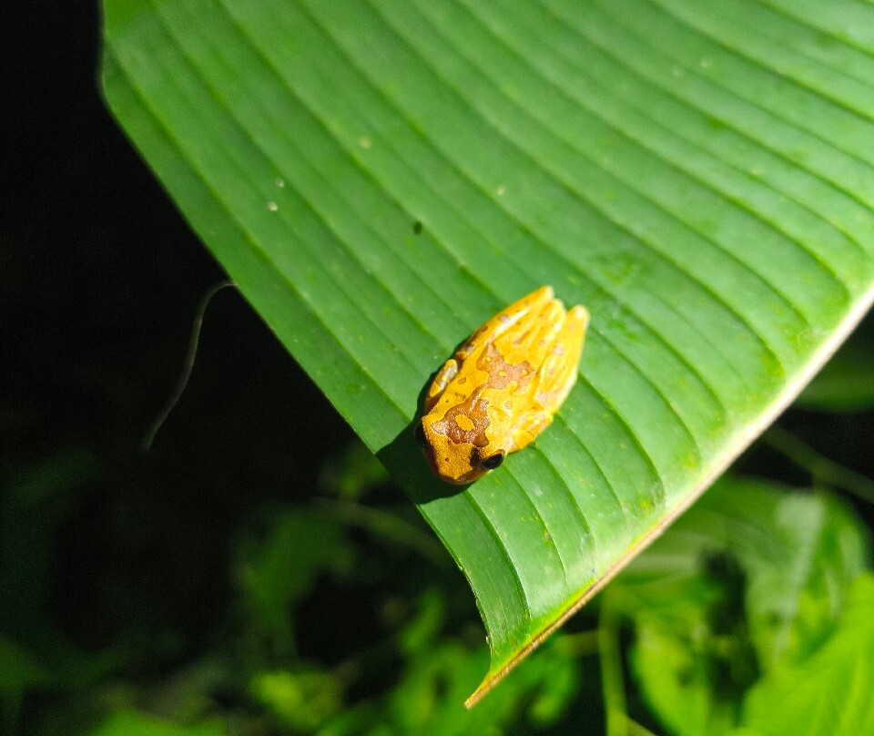 Jungle Night Walk-卡维塔必去景点