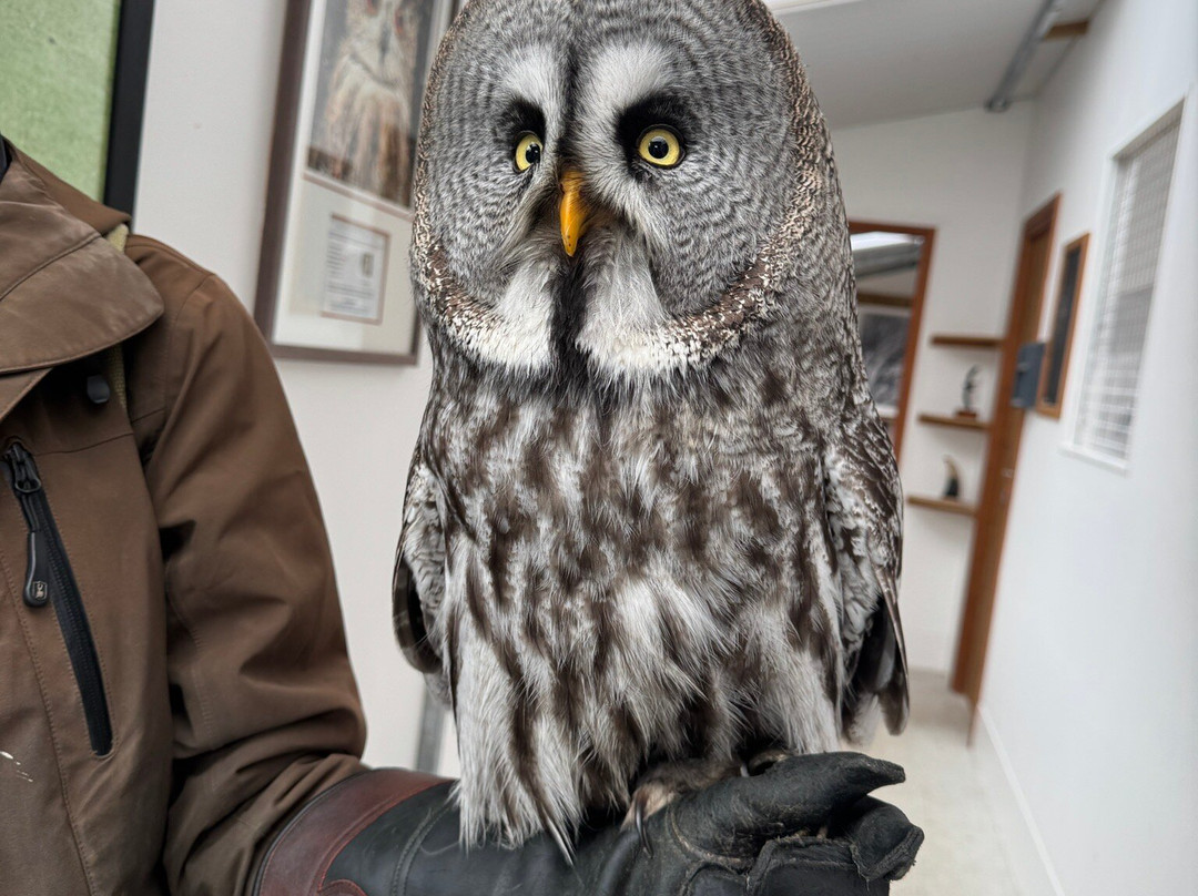 Ireland's School of Falconry-康镇必去景点