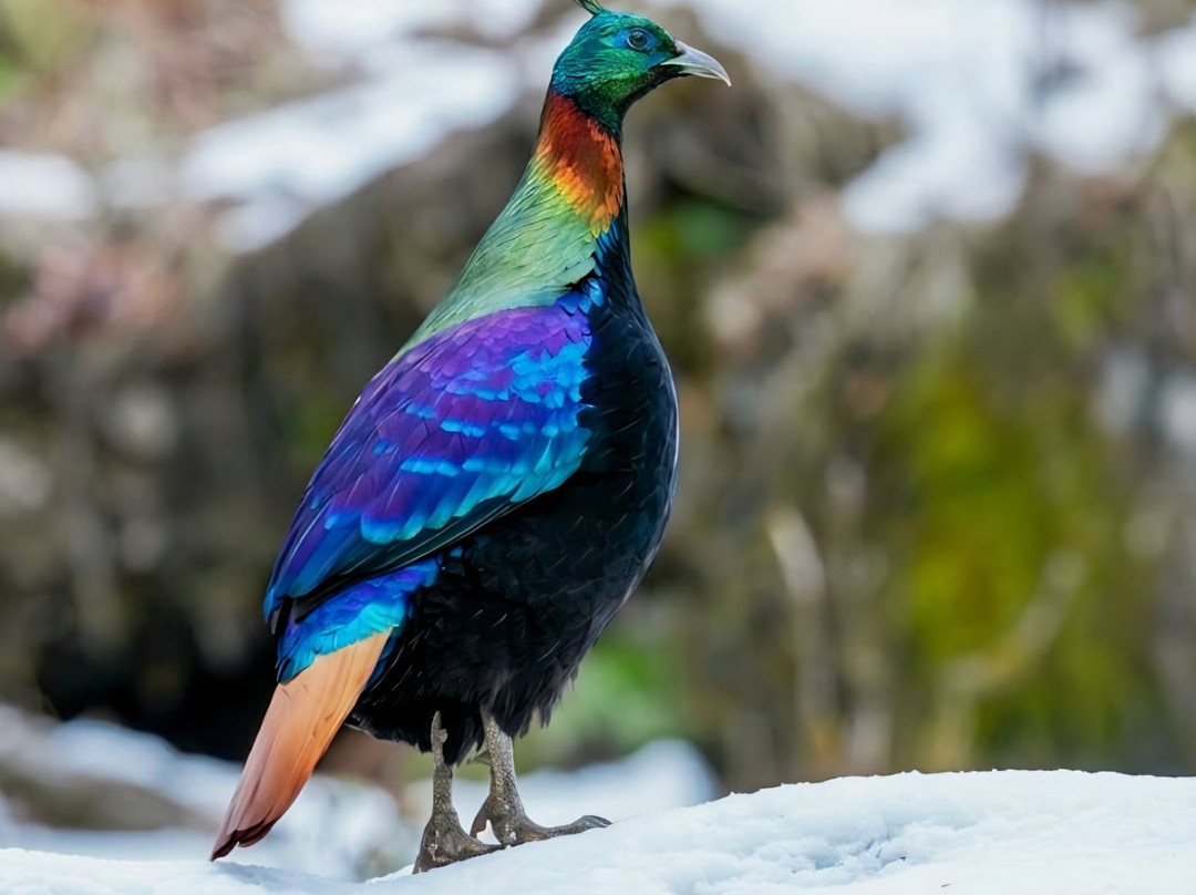 Himalaya Birding Guide-Ukhimath必去景点
