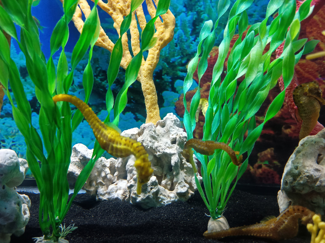 Acuario Michin Guadalajara-瓜达拉哈拉必去景点