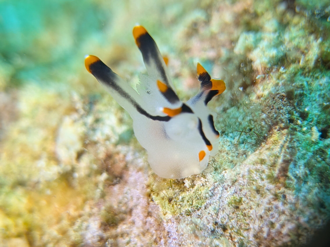 The Three P Beach Resort & Dive Center主图