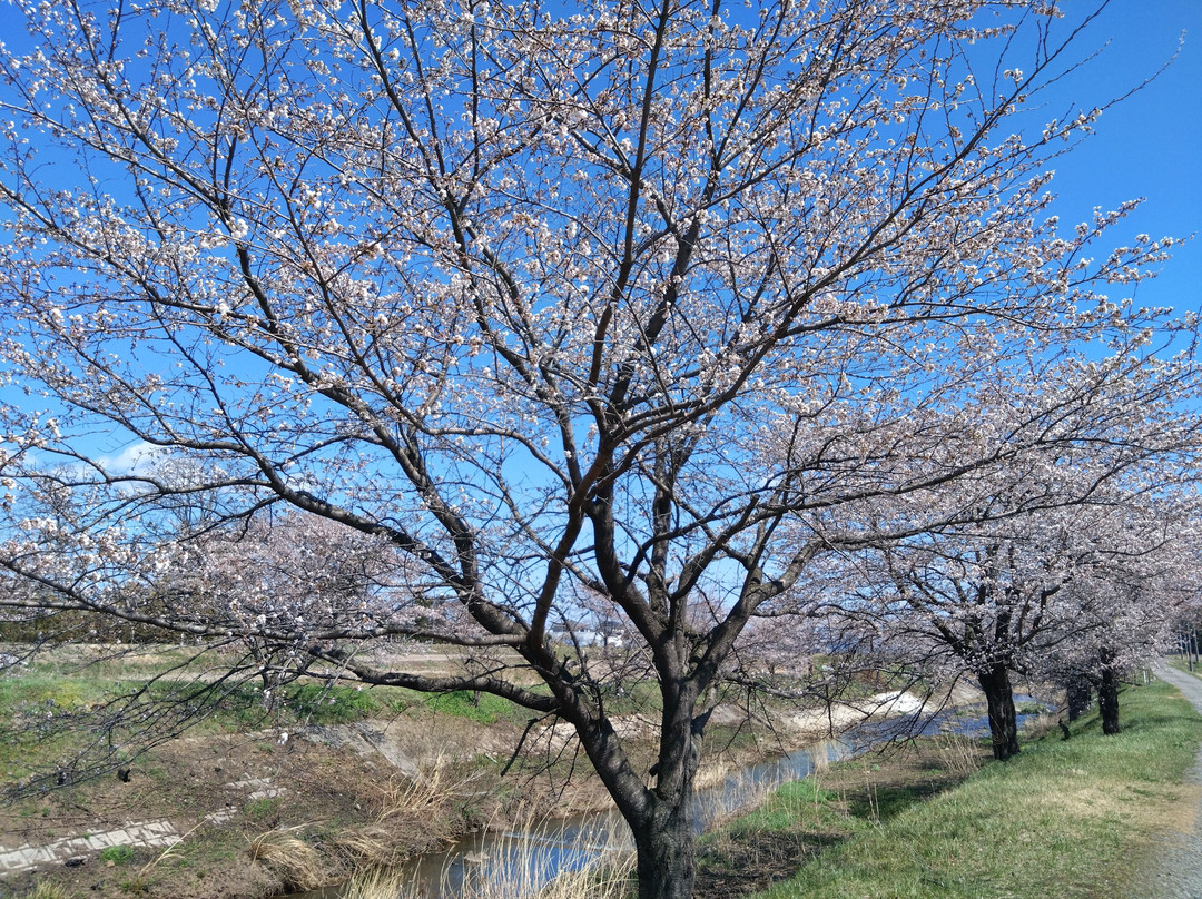 Fujitagawa Fureai Zakura-郡山市必去景点