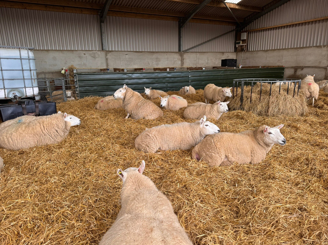 Kilmacolm Farm Tours-Cairncurran必去景点