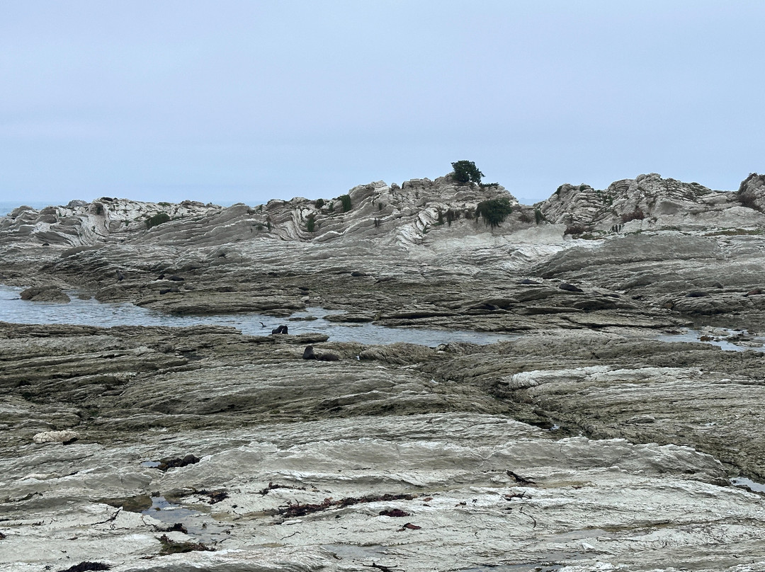 凯库拉毛皮海狮聚集区-Kaikoura必去景点