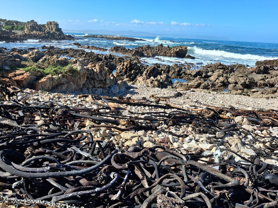 Hermanus Cliff Path-赫曼努斯必去景点