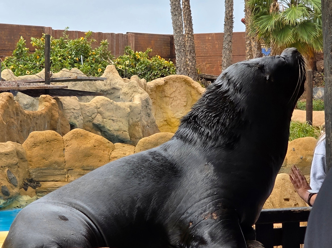 Rancho Texas Lanzarote Park-卡门港必去景点