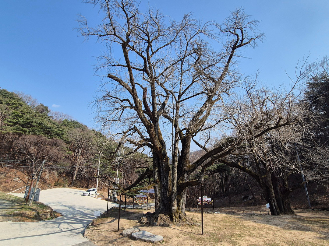 Wooden seated statues of the Four Heavenly Kings at Jeokcheonsa Temple-清道郡必去景点