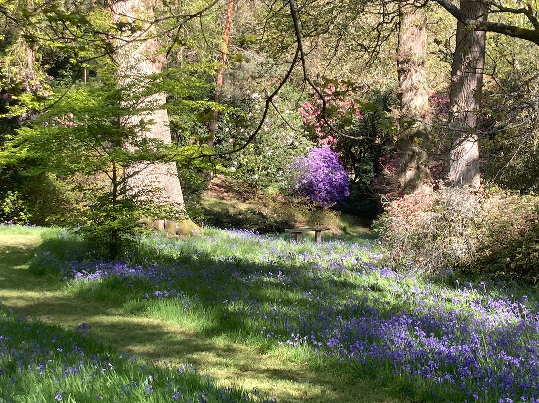Bowood Woodland Garden-Calne必去景点