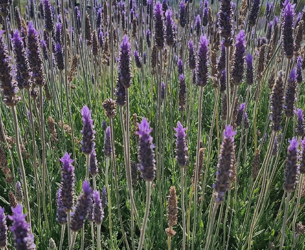 Bee Garden Alghero-阿尔盖罗必去景点