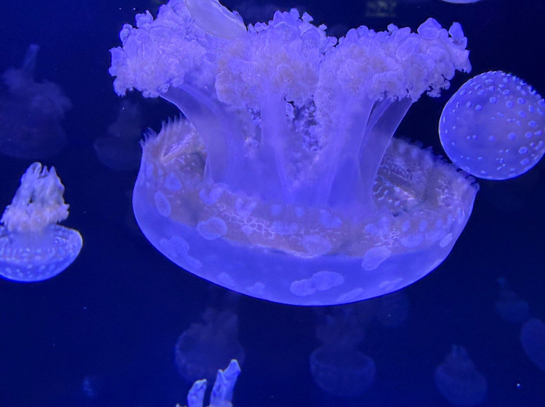 Jellyfish Museum-庞帕诺比奇必去景点