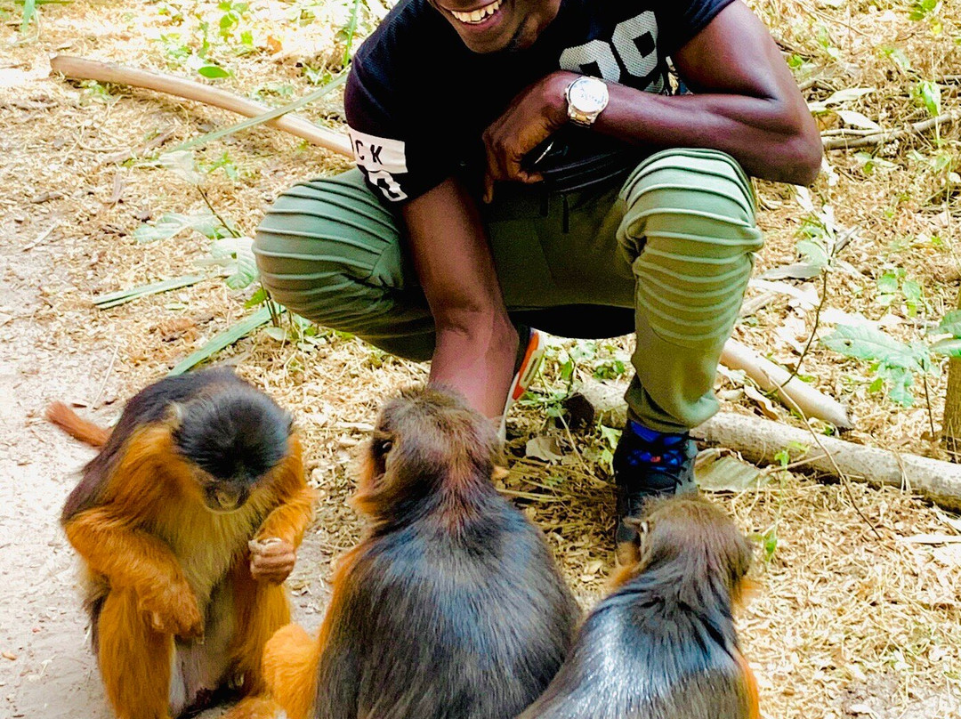 Monkey Park Senegambia-塞瑞库达必去景点
