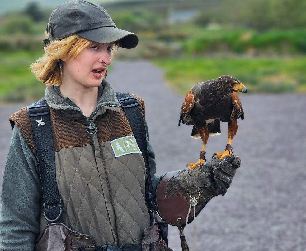 Kingdom Falconry - Dingle-丁格尔必去景点