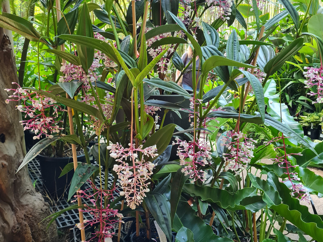 Bamboo Land Nursery & Parklands-Torbanlea必去景点