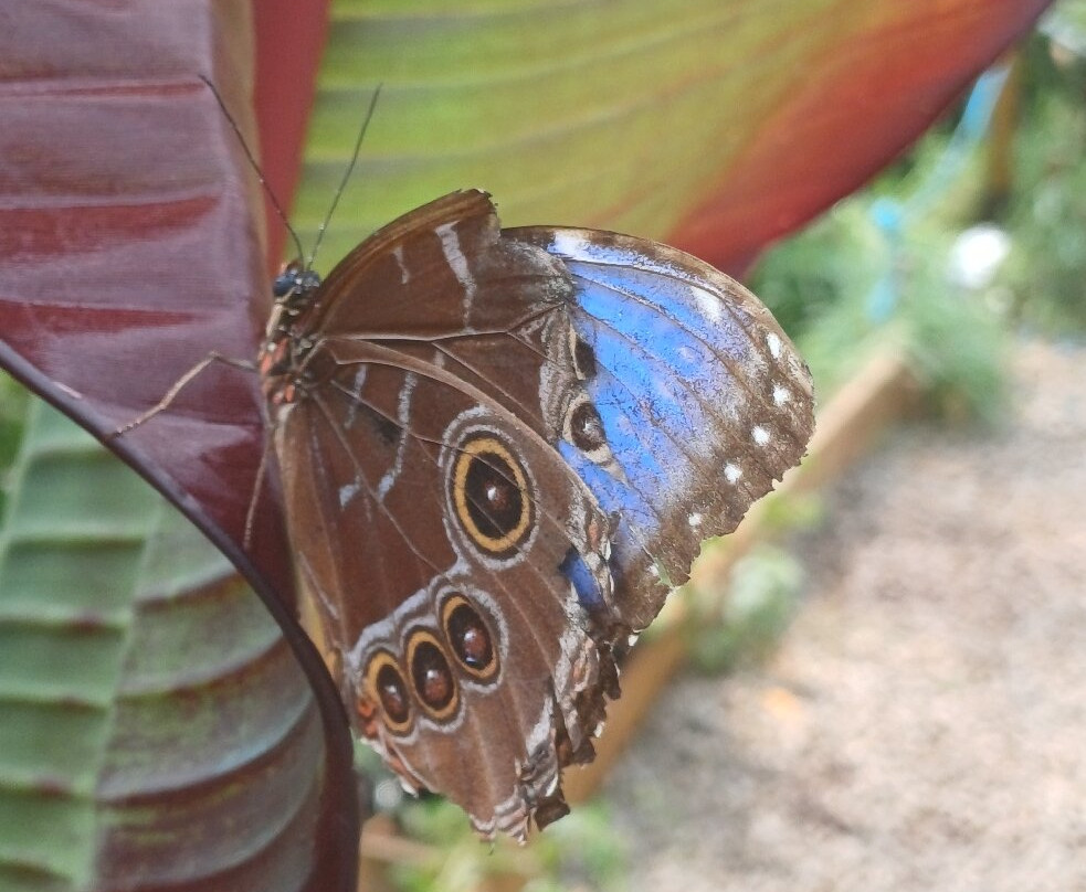Guys Butterfly House-St Hilary必去景点