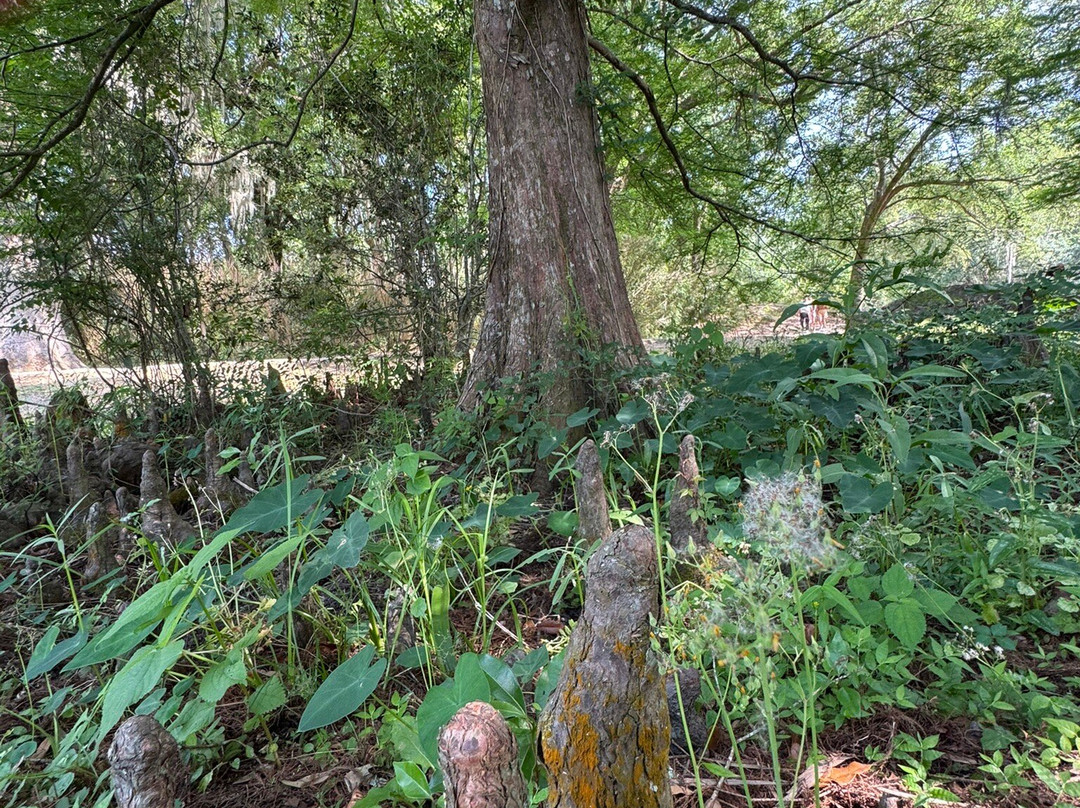 Jungle Gardens-Avery Island必去景点