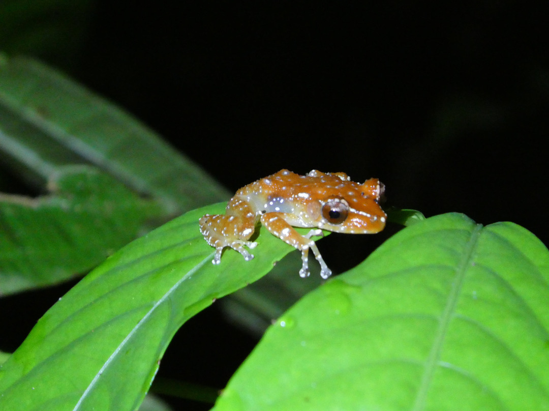 1StopBorneo Wildlife-斗湖必去景点