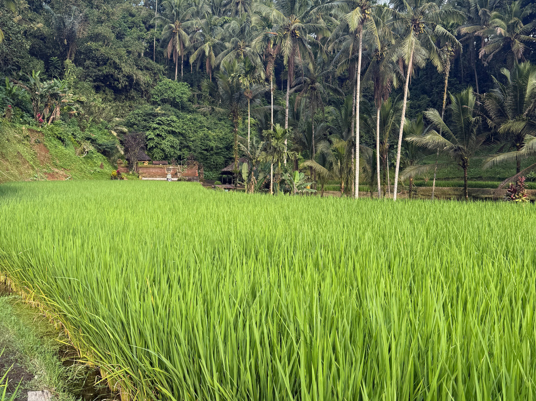 Travel Point Bali-Ketewel必去景点