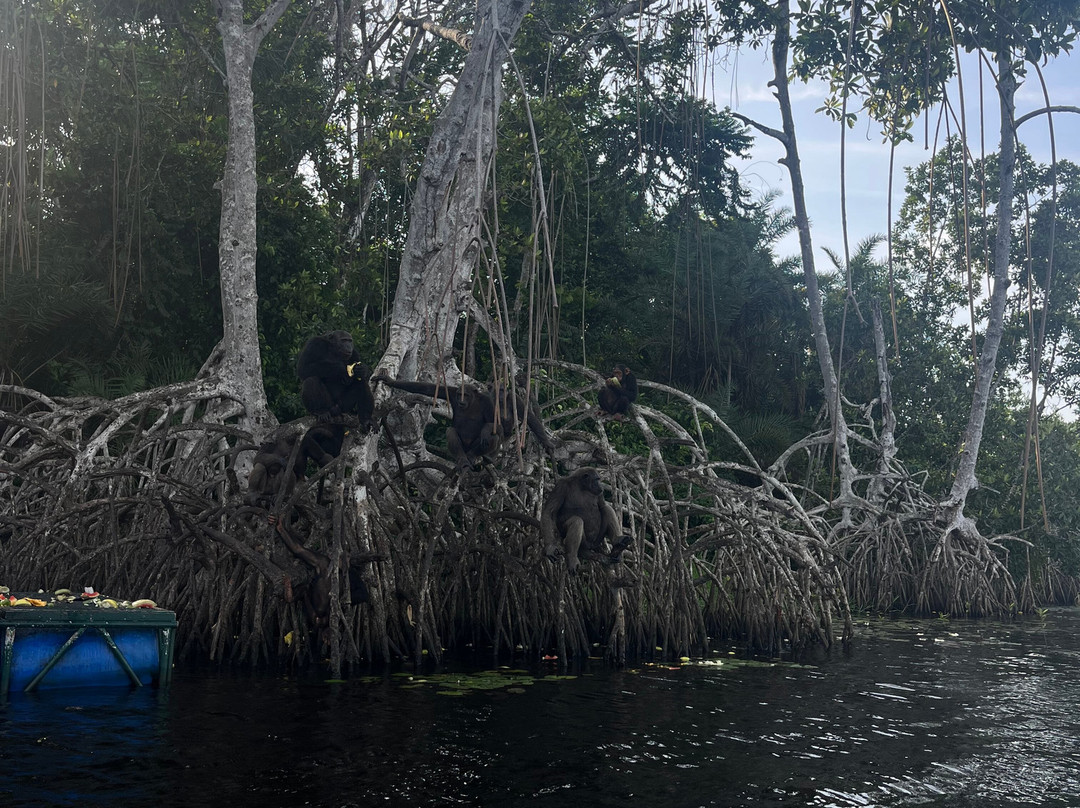 Camp Help Congo-Conkouati-Douli National Park必去景点