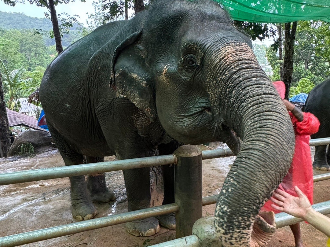 Phuket Elephant Care-奈通必去景点