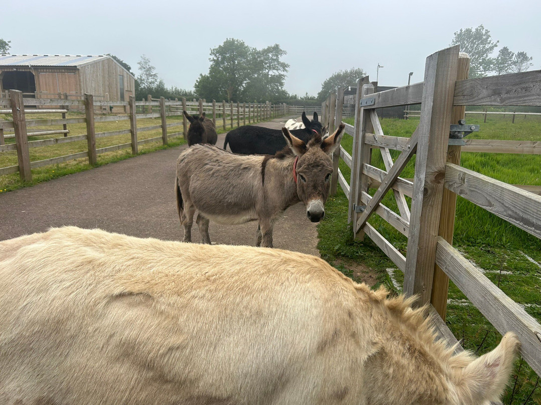 The Donkey Sanctuary-西德茅斯必去景点