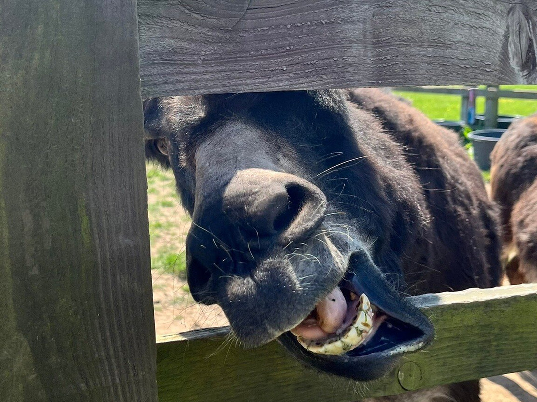 Radcliffe Donkey Sanctuary-Huttoft必去景点