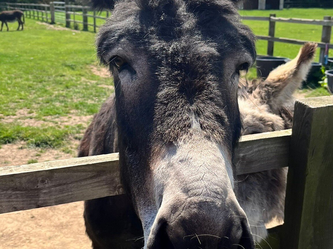 Radcliffe Donkey Sanctuary-Huttoft必去景点