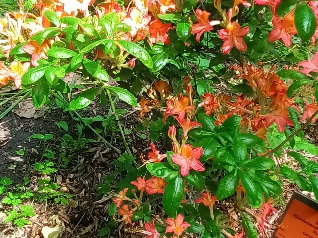 Botanical Garden Arboretum Oudenbosch-Oudenbosch必去景点