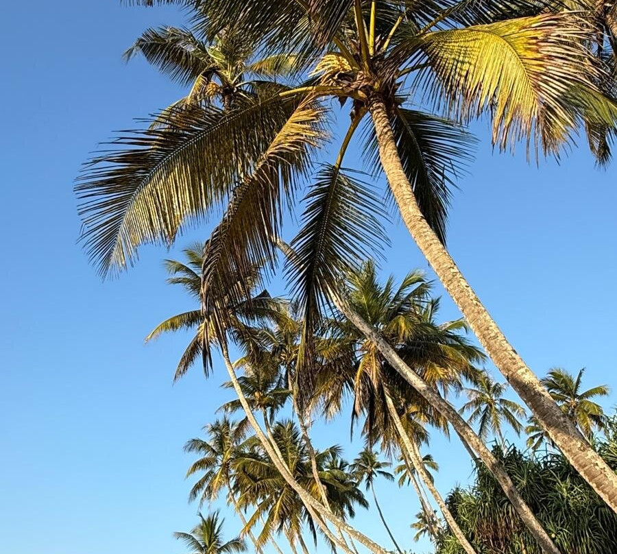 Prem Tours Sri Lanka-尼甘布必去景点
