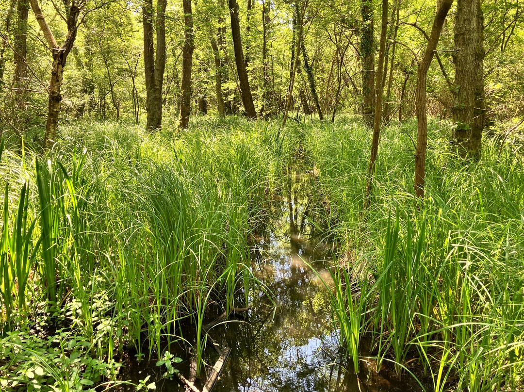 Frensham Little Pond-Frensham必去景点