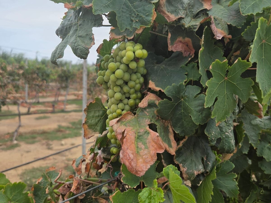 Alto Vista Winery-Noord必去景点