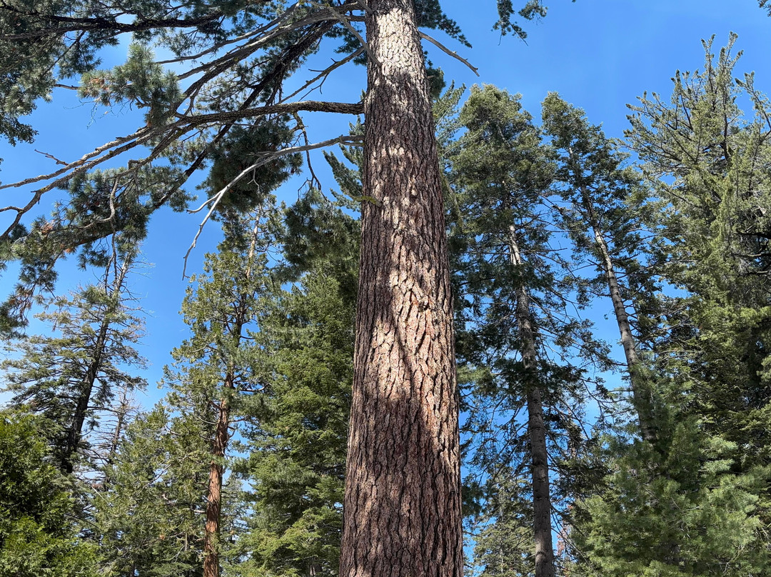 Sequoia National Park-维塞利亚必去景点