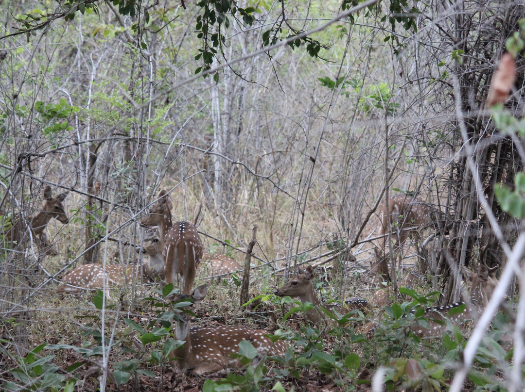 Tadoba Jungle Camp - Jungle Camps India主图