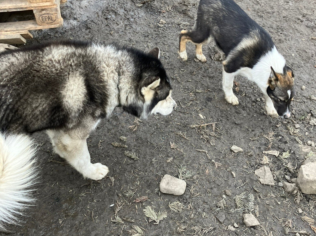 Green Dog Svalbard-朗伊尔城必去景点