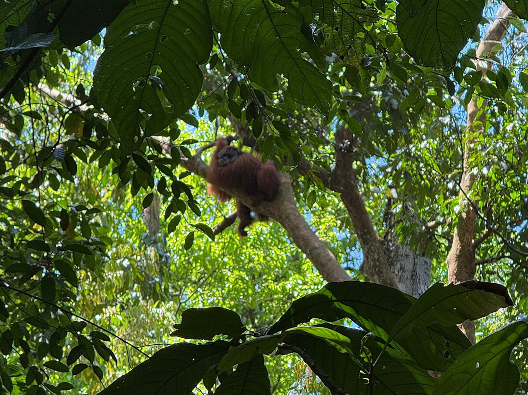 Jack Jungle Trip-Ketambe必去景点