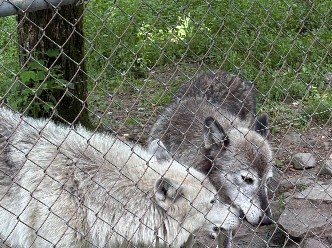 Lakota Wolf Preserve-Columbia必去景点